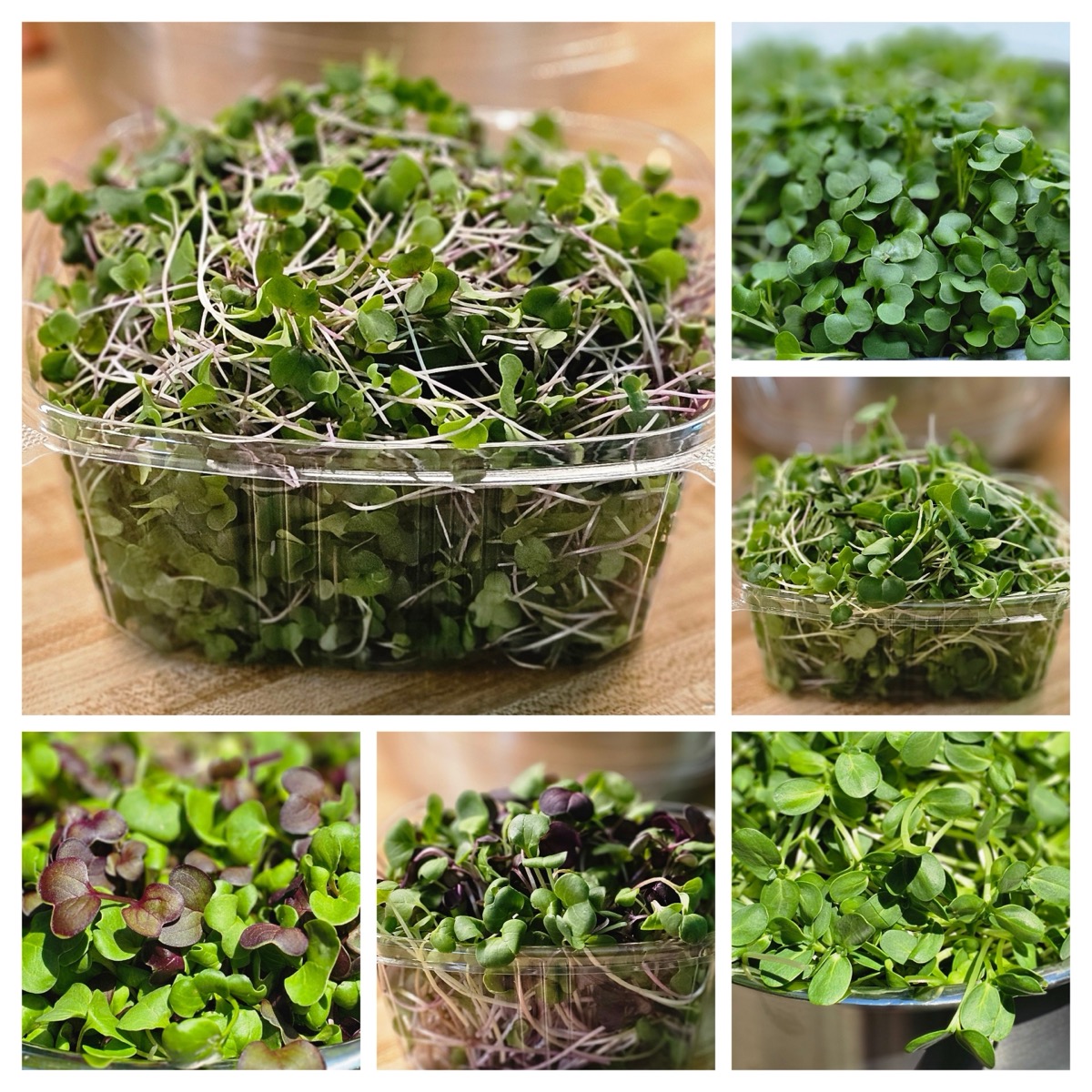Collage of various microgreens varieties growing in containers, showing a range of colors and textures
