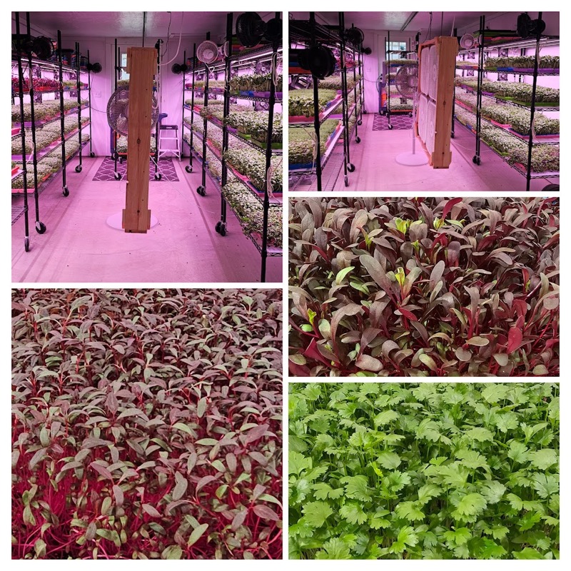 Grow room views and close-up of vibrant red and green microgreens ready for harvest